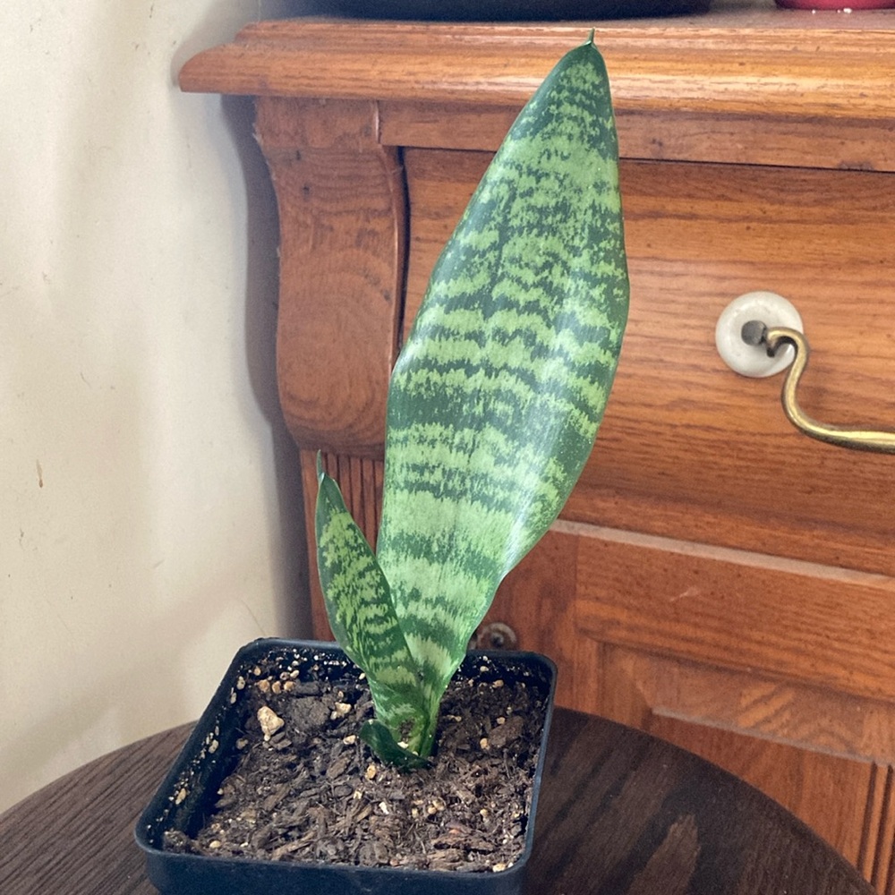 Baby snake plant